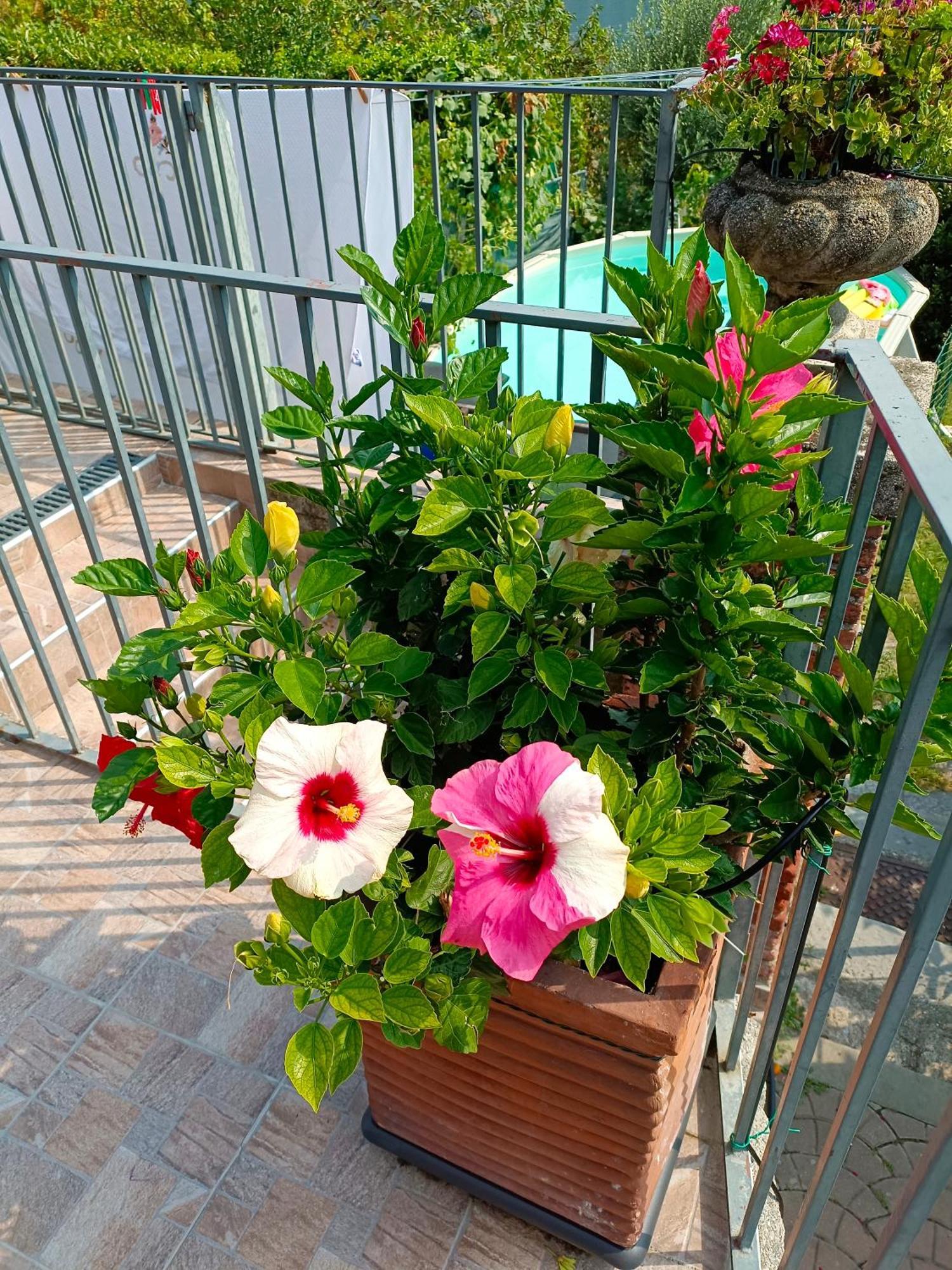 Le Rose Sul Lago Pescate エクステリア 写真